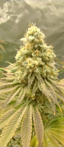 Skunk #1 — flower, day 135