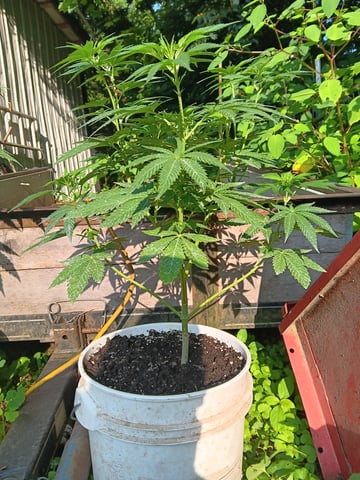 my first grow — vegetative, day 1