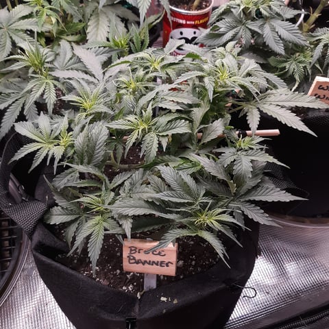 Next Attempt  — flower, day 43