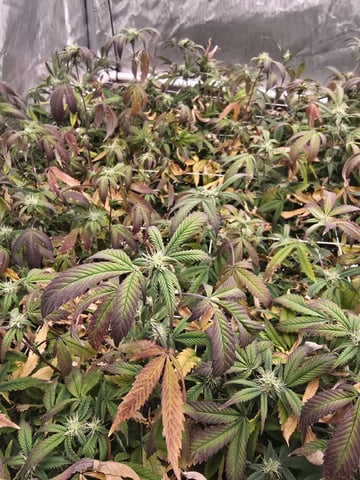 Dante's Inferno Rerun — flower, day 133