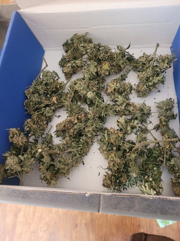 4th Grow — done, day 21