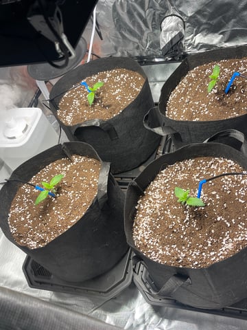 1st Ever Grow (GodFather OG) (Coco) — seedling_rooting, day 12