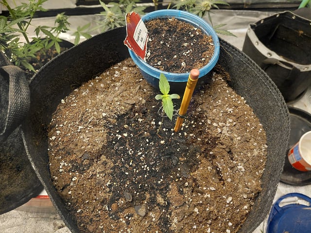 Growing  A New One