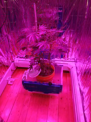 triangle kush  — flower, day 48