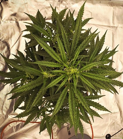 #001 - 3WOK — auto, day 10