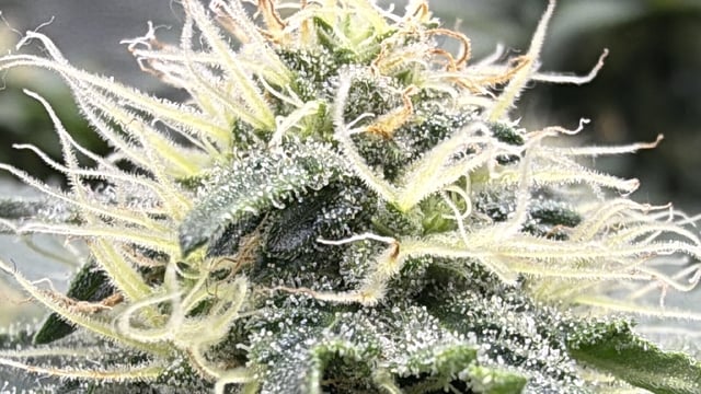 Wedding Cake RQS — flower, day 12