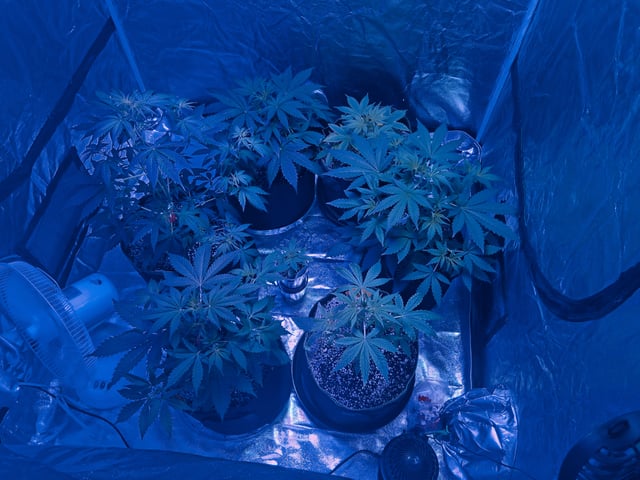 first auto grow — vegetative, day 33