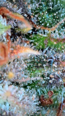 FastBuds Photo-Lemon Mandarin  — flower, day 141