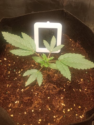 cheddar cheese  — vegetative, day 9