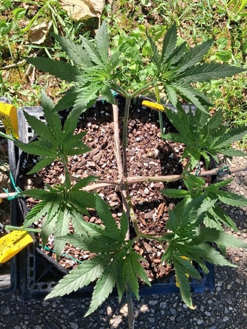 My First Grow — vegetative, day 88