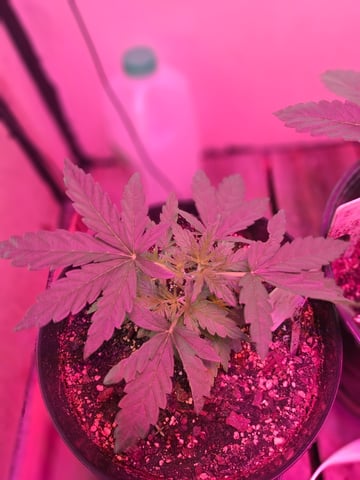 lil babies  — vegetative, day 4