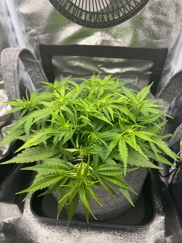 F1 Titan — vegetative, day 36