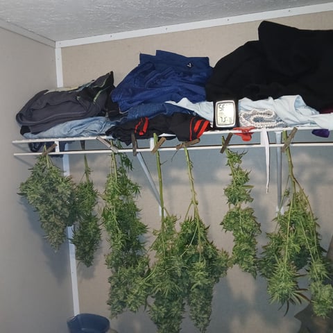 run #3 — harvest, day 113