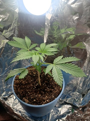 Poor Ivory — vegetative, day 40