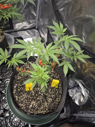 Grow 1 2026 Gelato Rainbow Sherbert  — vegetative, day 47
