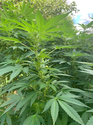 Outdoor  — flower, day 4