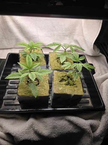 Dr. Sleep — seedling_rooting, day 47