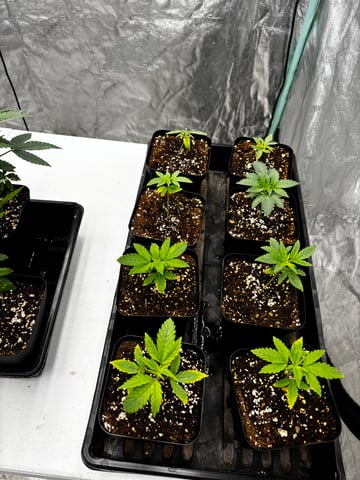 PKB remix/PotG — seedling_rooting, day 38