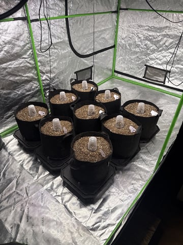 Blue Dream Auto — germination, day 1