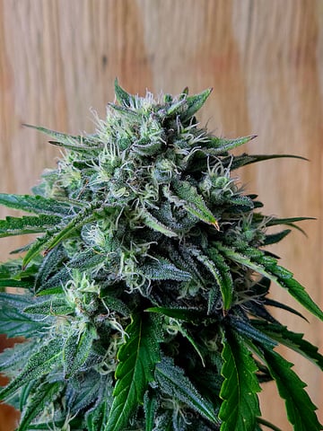 Homegrown - 🍒 🥧 & GSC Auto, 🚀 Seeds 🍌 Buttercups  — flower, day 59