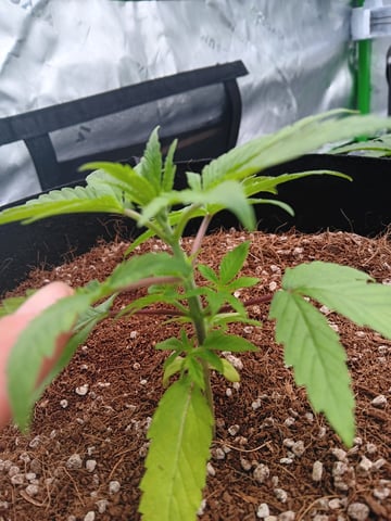 1st tent grow — vegetative, day 19