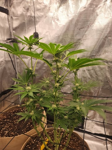 First time — flower, day 119