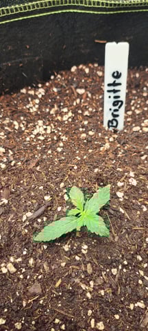 First Grow with the new setup  — seedling_rooting, day 9