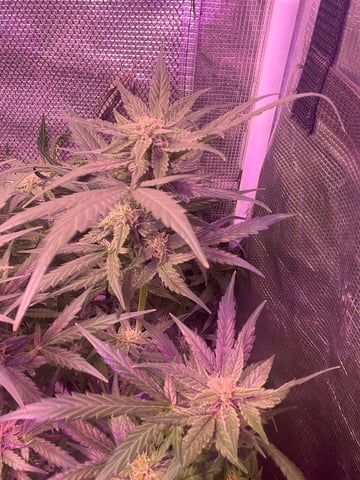 easy bud auto & nothern lights auto — flower, day 58