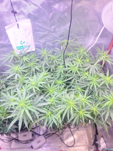 6th Grow — flower, day 45