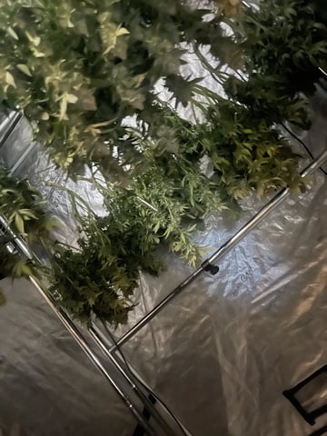 1st Ever Grow (GodFather OG) (Coco) — flower, day 147