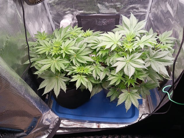 9lbhammer feminized  — flower, day 33