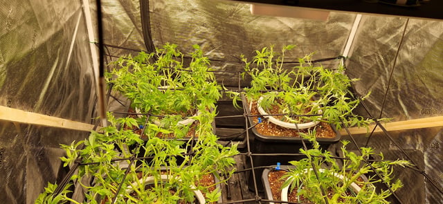Indigo Saphirex2 And Slush Mint Cake X2 — vegetative, day 57