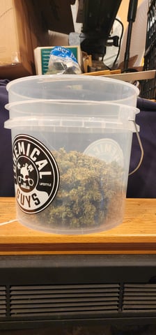 Critical Purple Autoflower