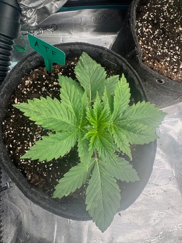  Alaska Thunderfuck — vegetative, day 4
