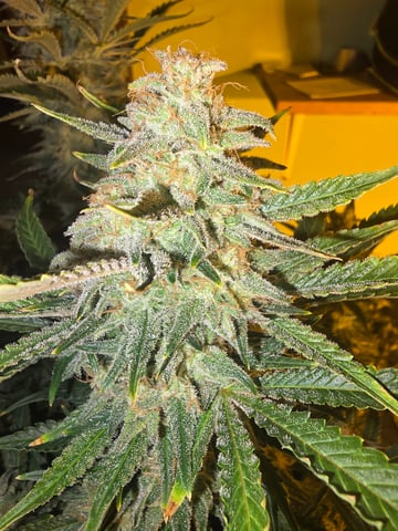 2nd Autoflower Indoor Grow — flower, day 86