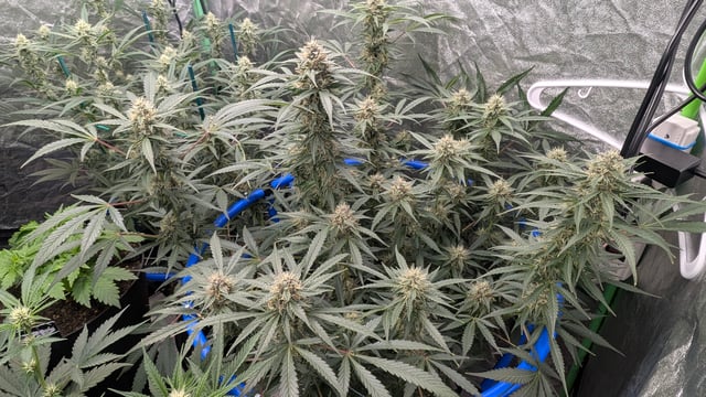 Mixed Grow — flower, day 63