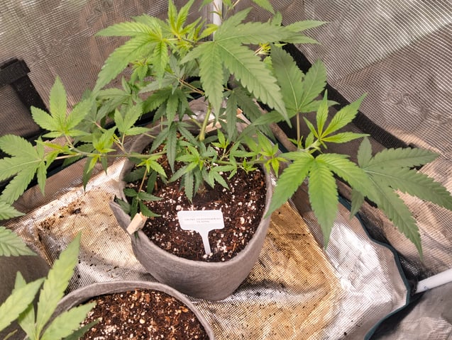 Nana's x BBC  — vegetative, day 29