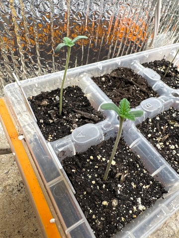 trying some bag seeds — vegetative, day 4