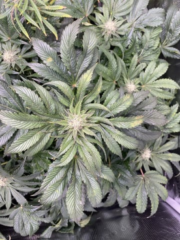 Auto Run #1 2025-2026 — flower, day 80