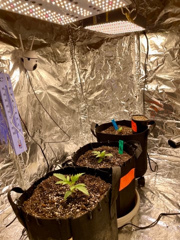 2nd Grow Ever — vegetative, day 12