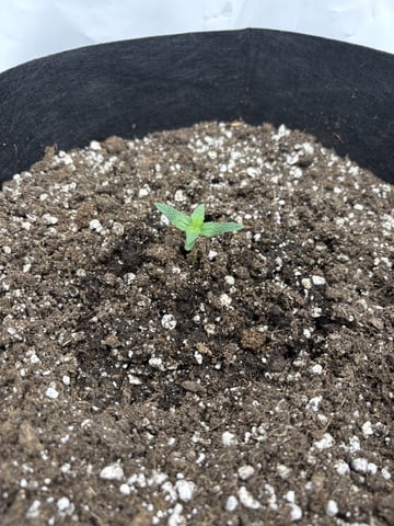 My First Grow