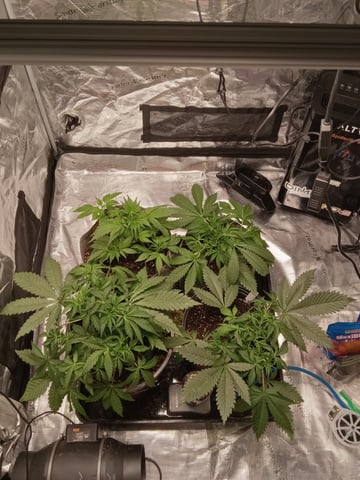 critical purple kush x peyote wifi  in the auto pot system tray 2 grow with added microhazian to the coco coir  — vegetative, day 35