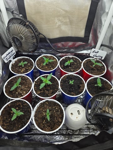 fruitstripe-x-breathworks VS Tropical cherry vs kush cake. vs og haze — vegetative, day 15