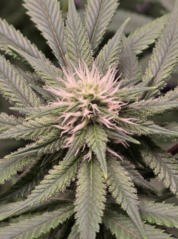 First grow — flower, day 81