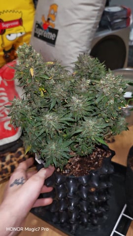 Stealth Grow 
