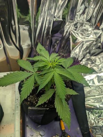 Zkittlez (Auto) — vegetative, day 27
