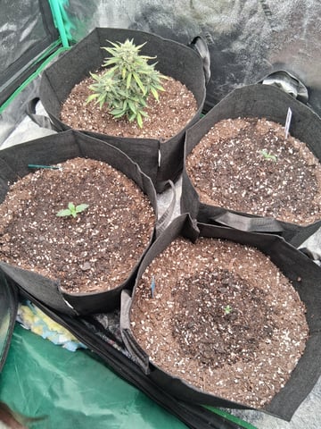 Lemon Cherry Cookies, Purple Haze and Strawberry Gorilla Grows — seedling_rooting, day 36
