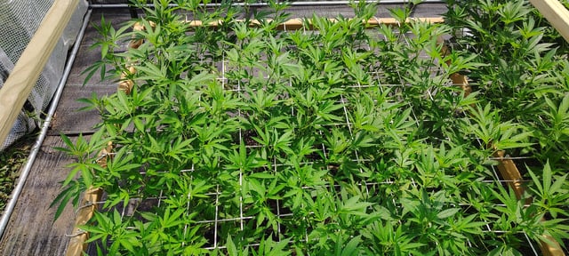 Outdoor 2026 — vegetative, day 53