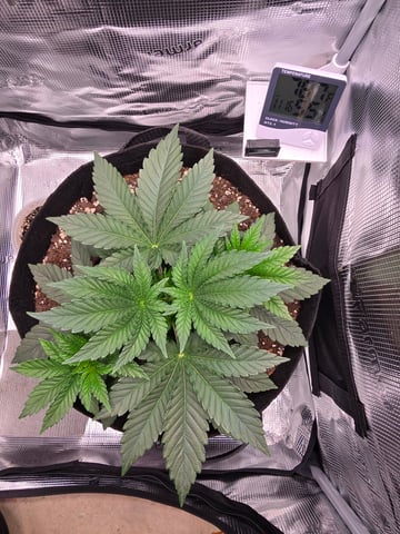 Northern lights #10 (Alaska) — vegetative, day 21