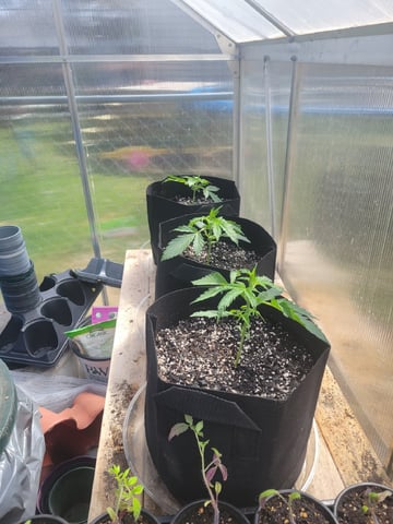Watermelon Auto — vegetative, day 20